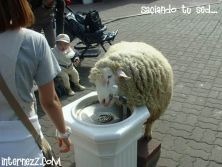 Haga click para ver la imagen ampliada saciando tu sed.jpg